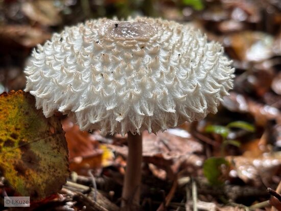 Leucoagaricus nympharum